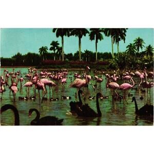 Flamingos Swans on Hialeah Lake Race Course Postcard Miami Florida‎ Posted 1956
